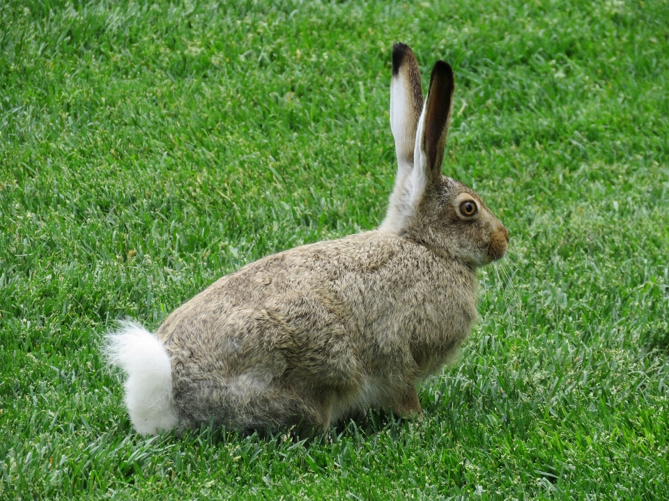 Césped animal fauna silvestre salvaje