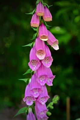 Blossom plant flower petal Photo