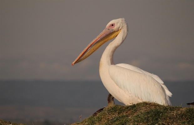 Bird wing white pelican Photo