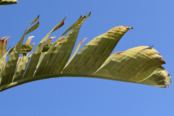 Tree nature grass plant Photo