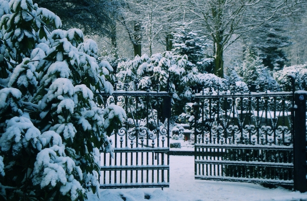 Tree branch snow cold Photo