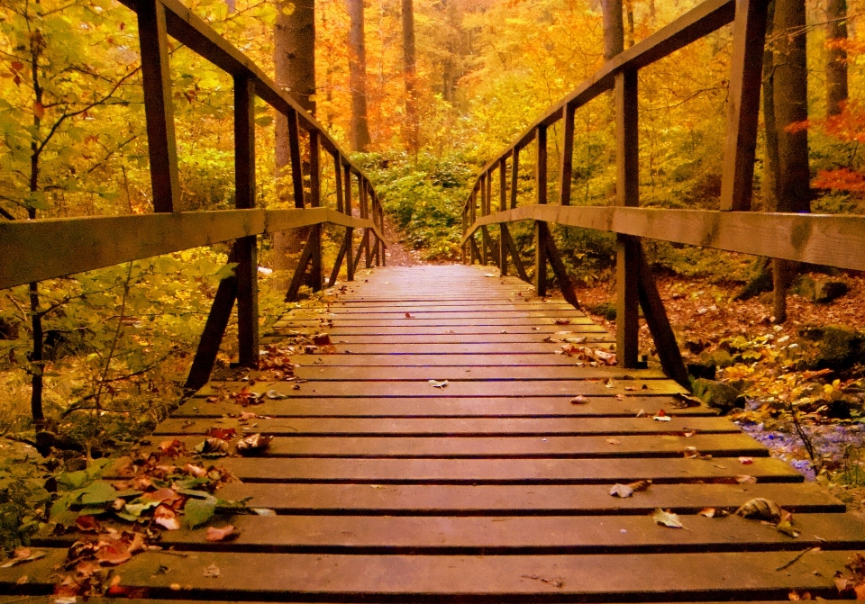 Tree nature forest boardwalk