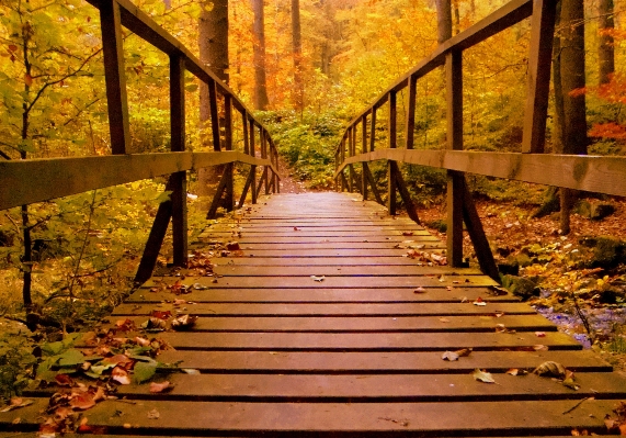 Tree nature forest boardwalk Photo