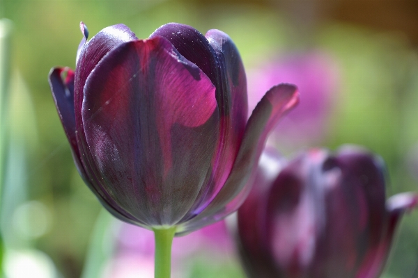 Foto Pianta fiore petalo tulipano