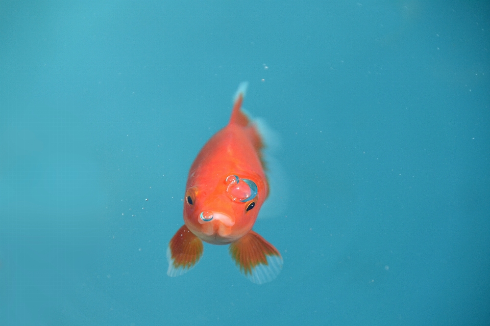 Unter wasser rot biologie blau