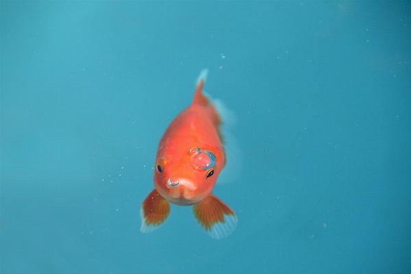 水中 赤 生物学 青 写真