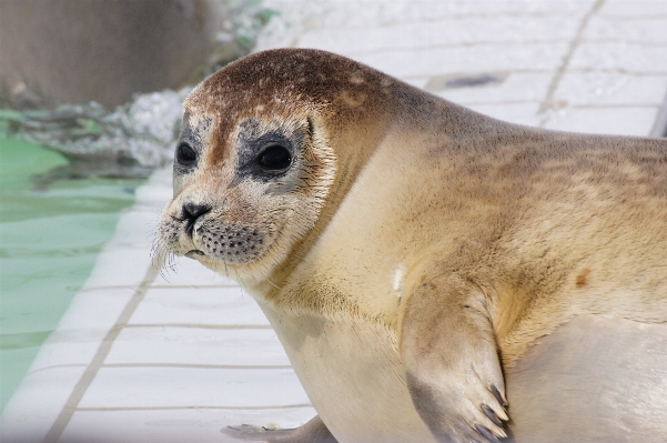 Coast water animal wildlife Photo