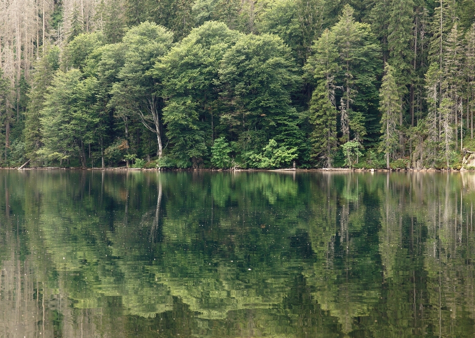 Albero acqua natura foresta