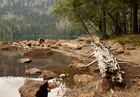 Landscape tree water nature Photo