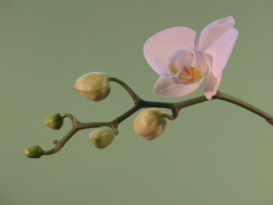 Nature branch blossom plant Photo