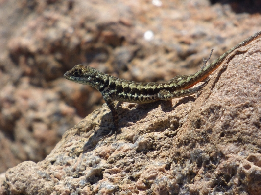 Wildlife soil reptile fauna Photo