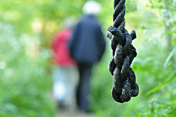 Tree nature grass rope Photo