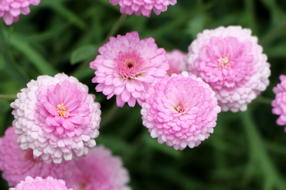 Naturaleza florecer planta flor