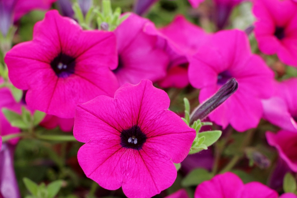 Nature plant flower petal