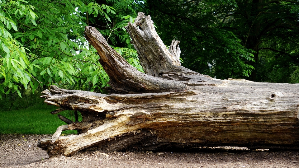 Landscape driftwood tree nature