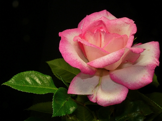 Blossom plant flower petal Photo