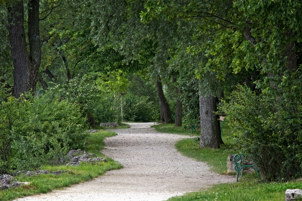 Tree nature forest hiking Photo