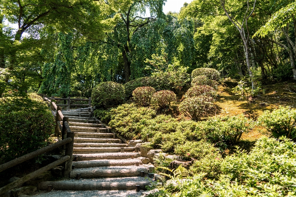 風景 木 自然 森