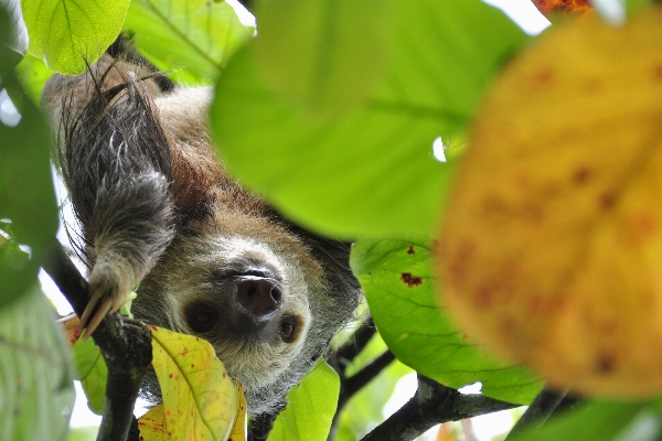 Foto Albero natura fiore animali selvatici