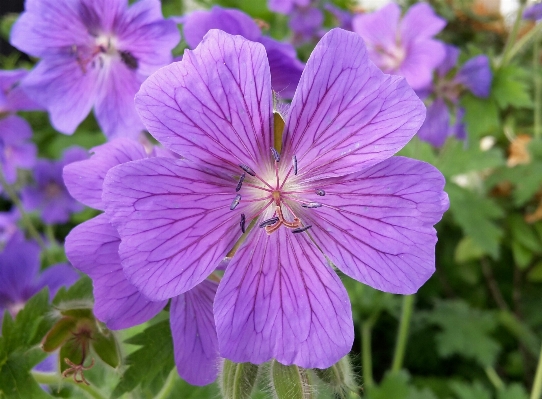 Blossom plant flower purple Photo