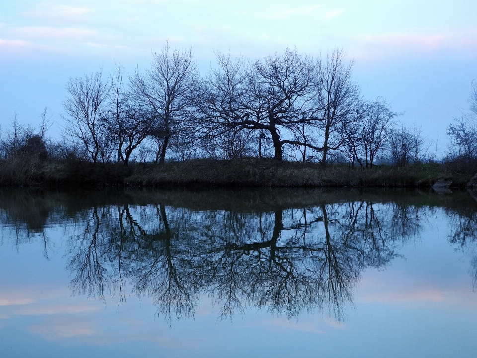 風景 木 水 自然