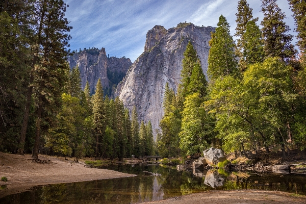 Landscape tree nature forest Photo