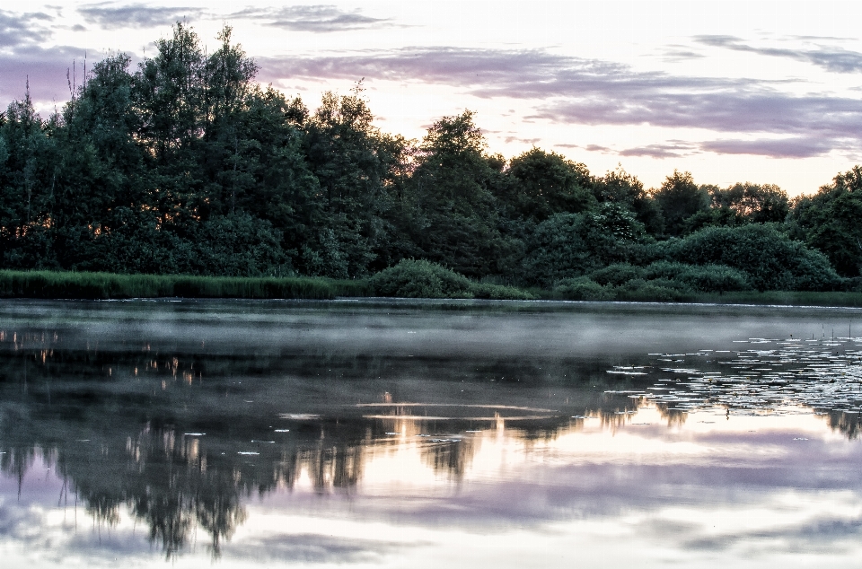 Landscape tree water nature