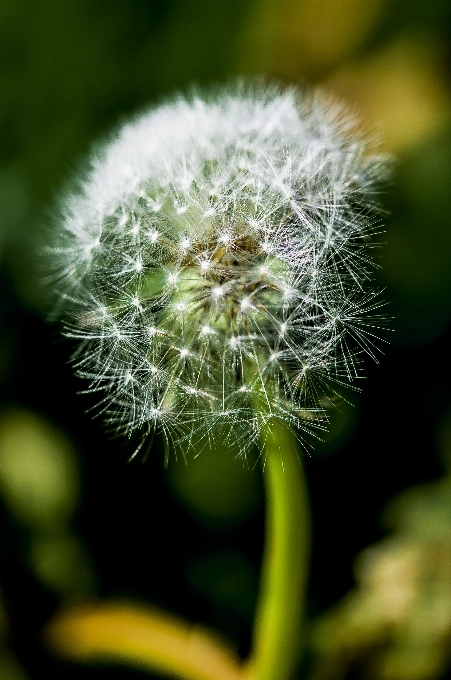 自然 草 花 ライト