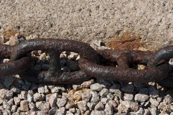 Chain wildlife brown reptile Photo