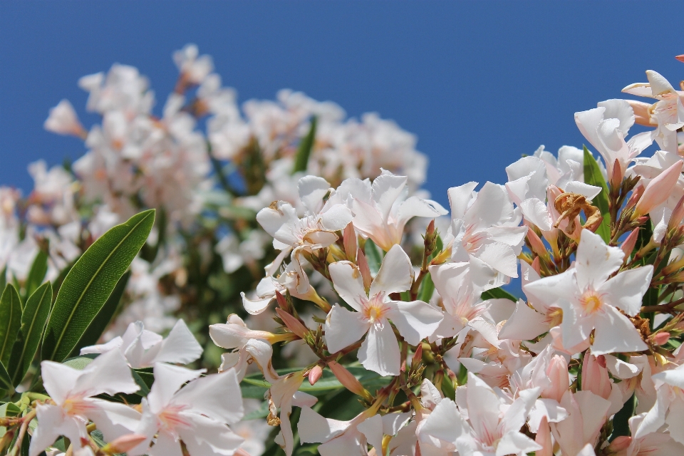 Tree nature branch blossom