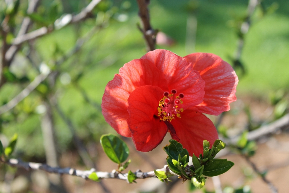 Nature fleurir usine blanc