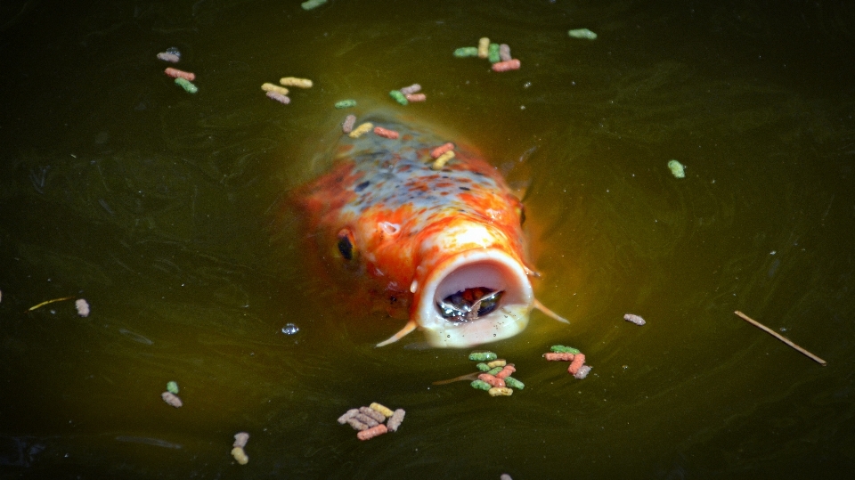 Pond underwater swim feed