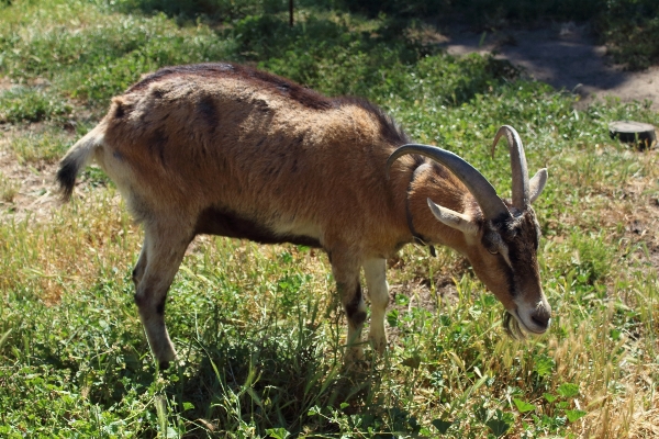 Farm animal country wildlife Photo