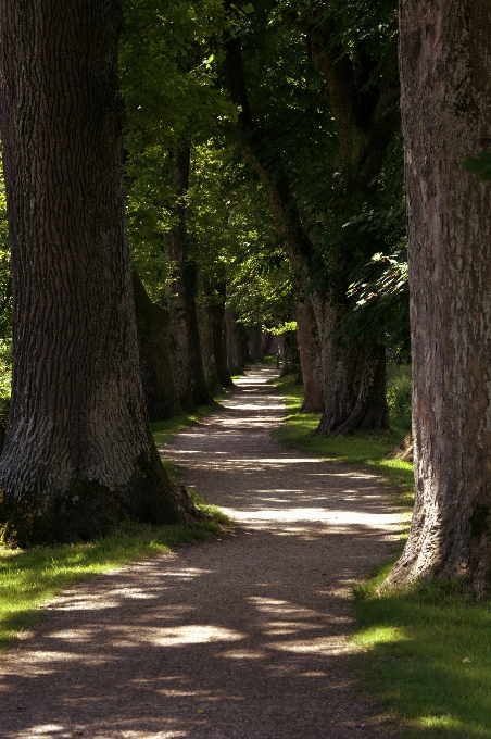 Albero natura foresta erba