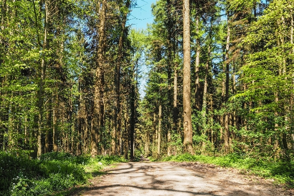 Foto Albero natura foresta selvaggia
