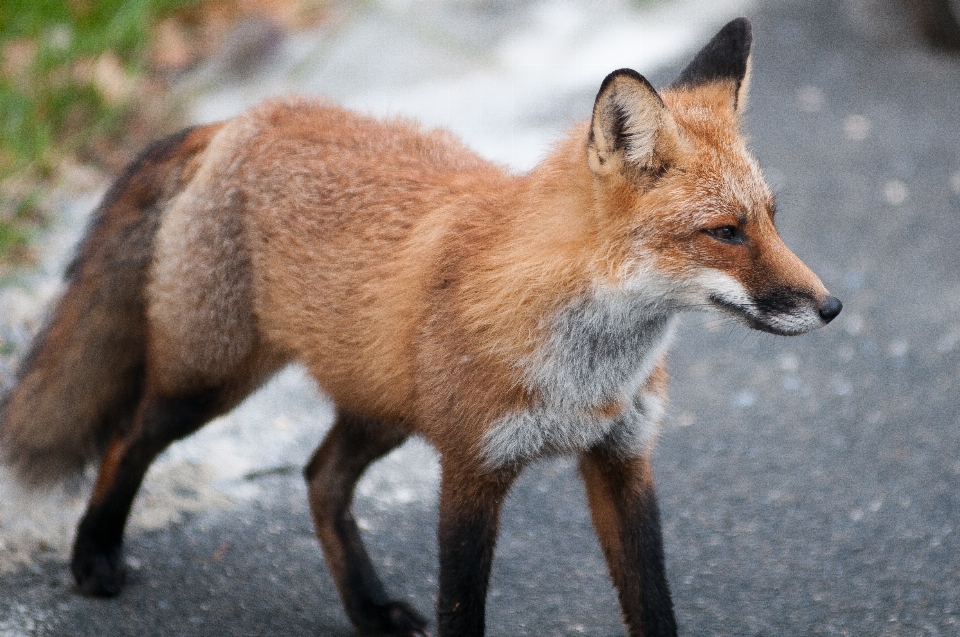 自然 アウトドア 動物 野生動物