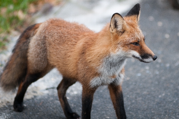 自然 アウトドア 動物 野生動物 写真