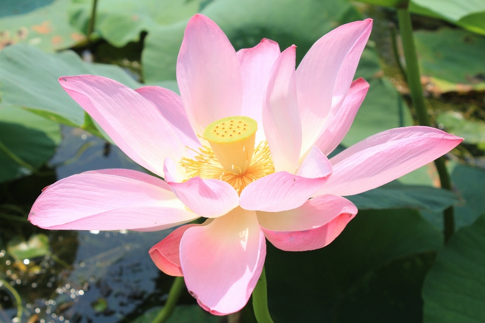 水 开花 植物 花