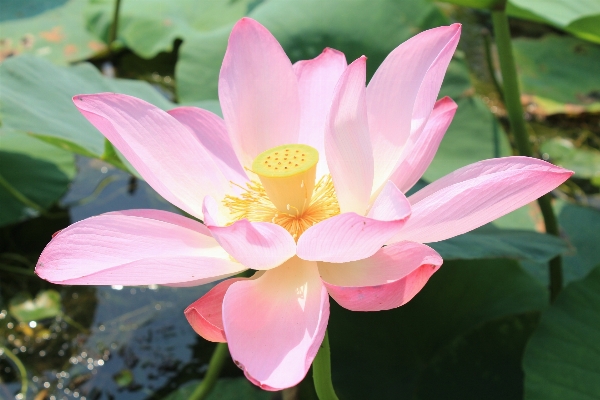 水 开花 植物 花 照片