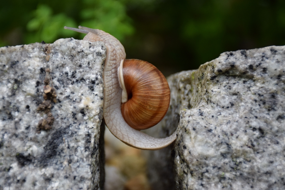 Nature tronc animal faune