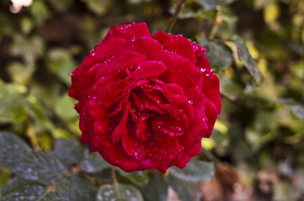 Blossom plant flower petal Photo