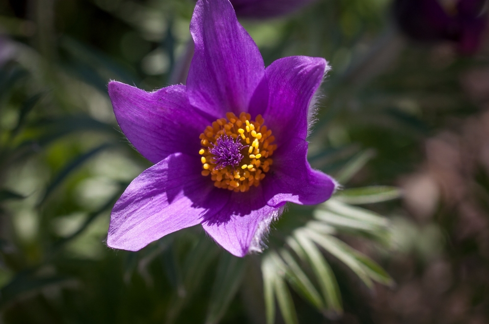 Natura fiore pianta viola