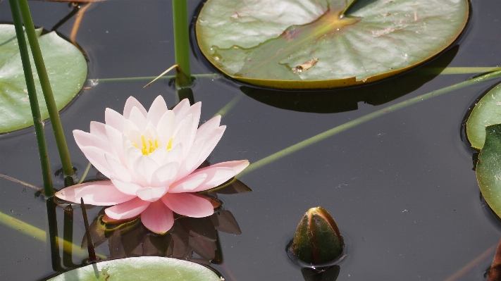 Plant leaf flower petal Photo