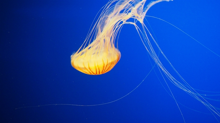 Sea water ocean animal Photo