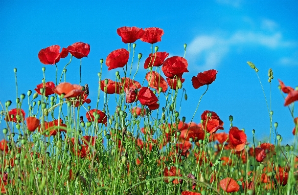 Nature blossom plant field Photo