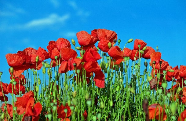 Nature plant field meadow Photo