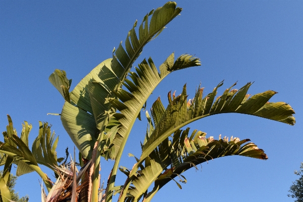 Tree grass plant sky Photo