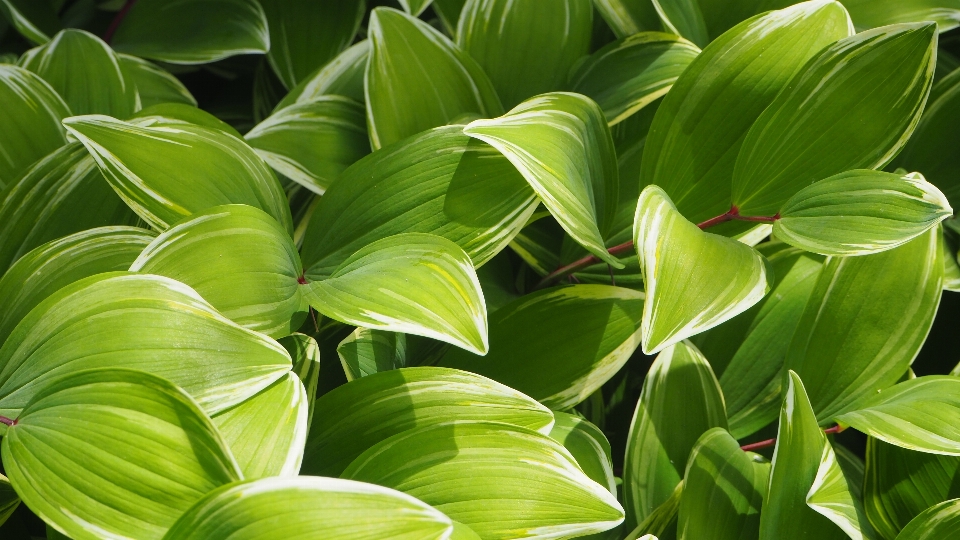 Natura pianta foglia fiore