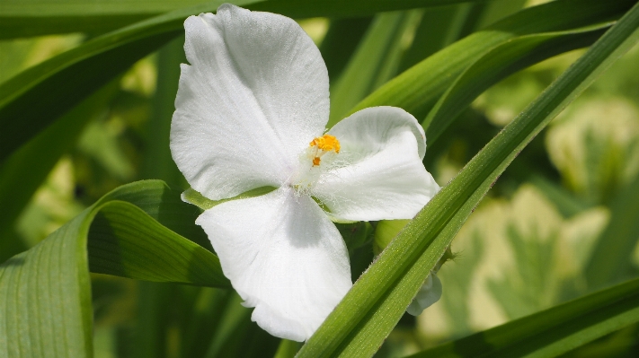 Nature blossom plant white Photo