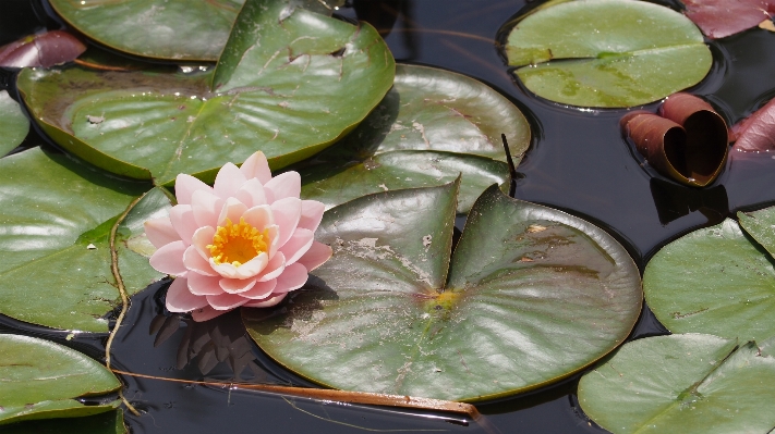 Plant leaf flower petal Photo